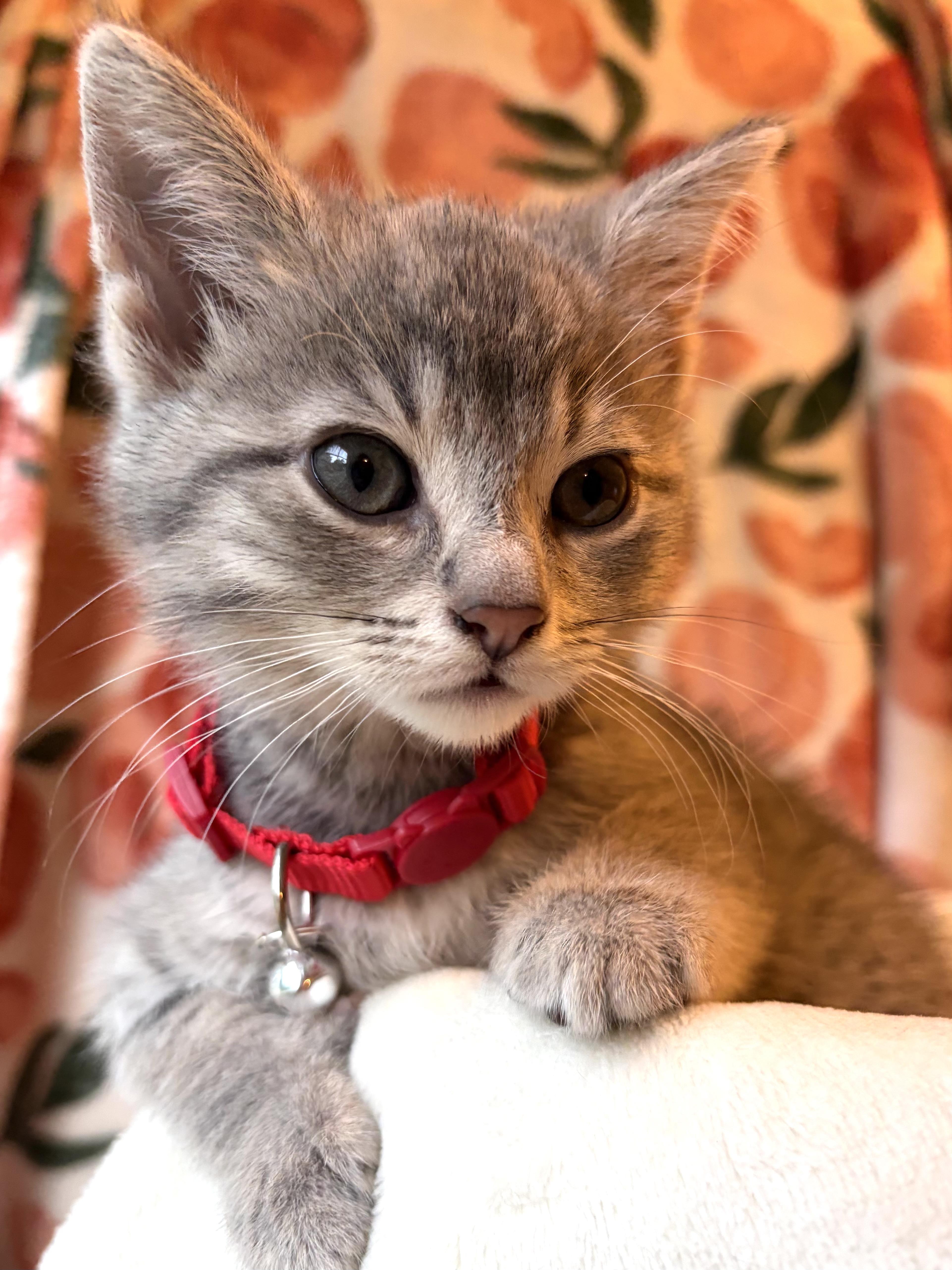 A baby small-sized female Domestic Short Hair cat named Rosie for adoption in Belvidere, IL