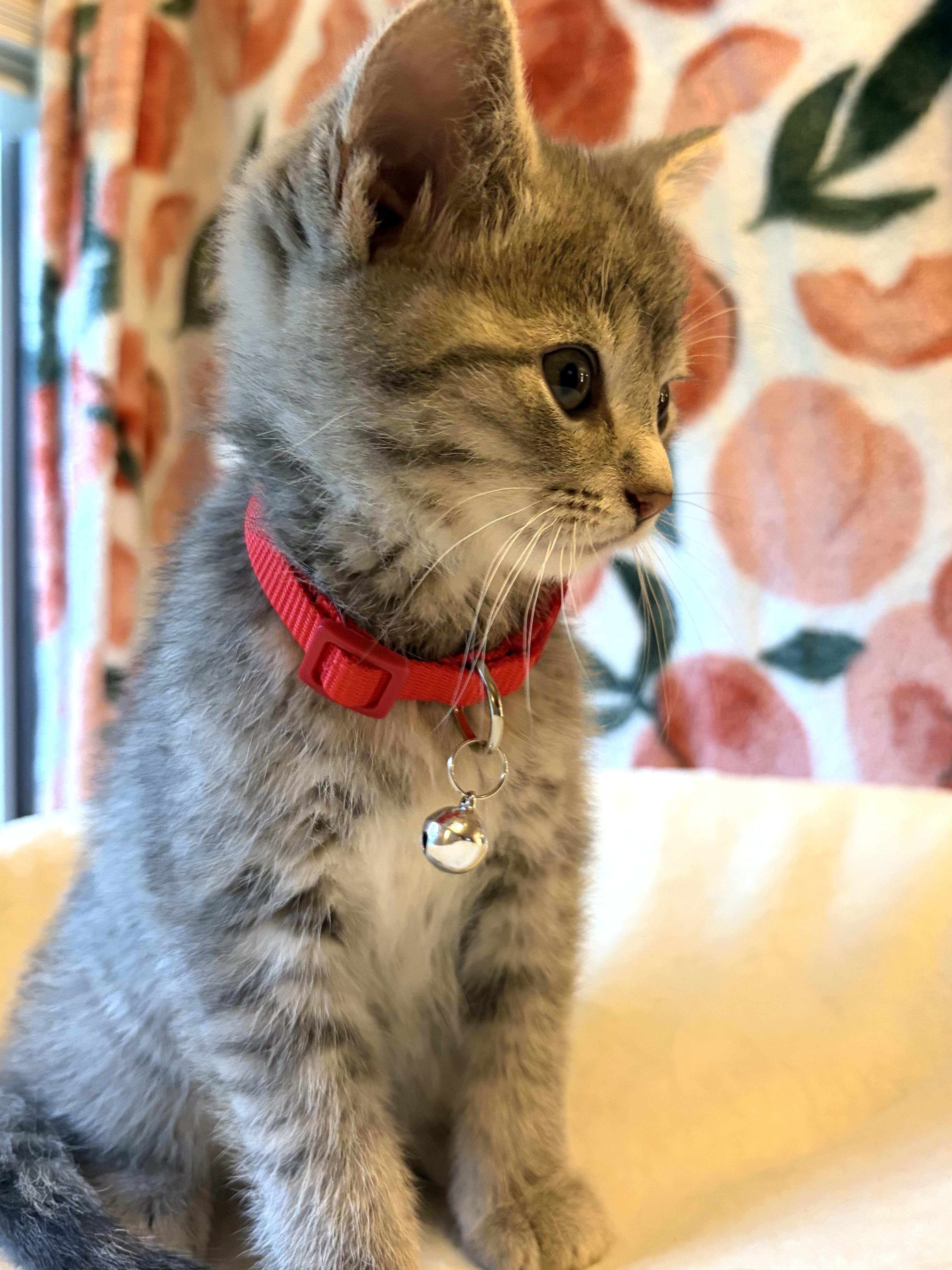 Rosie thumbnail 3