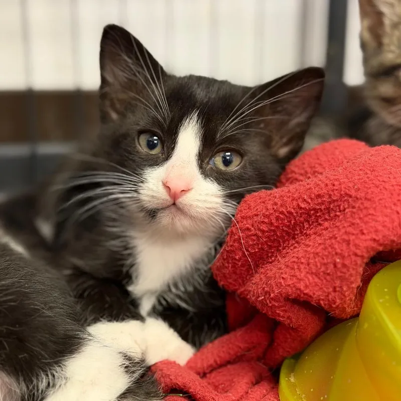 A baby small-sized male Black Domestic Short Hair cat named Jinx for adoption in Fort Smith, AR