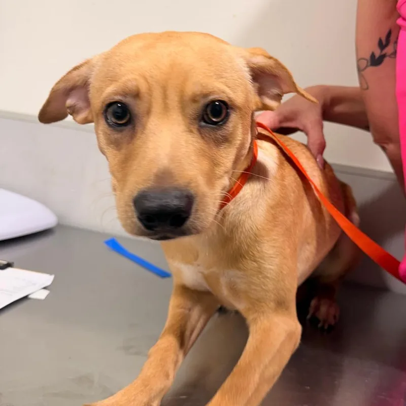 A young small-sized male Yellow / Tan / Blond / Fawn Chihuahua dog named Maximus for adoption in Tampa, FL