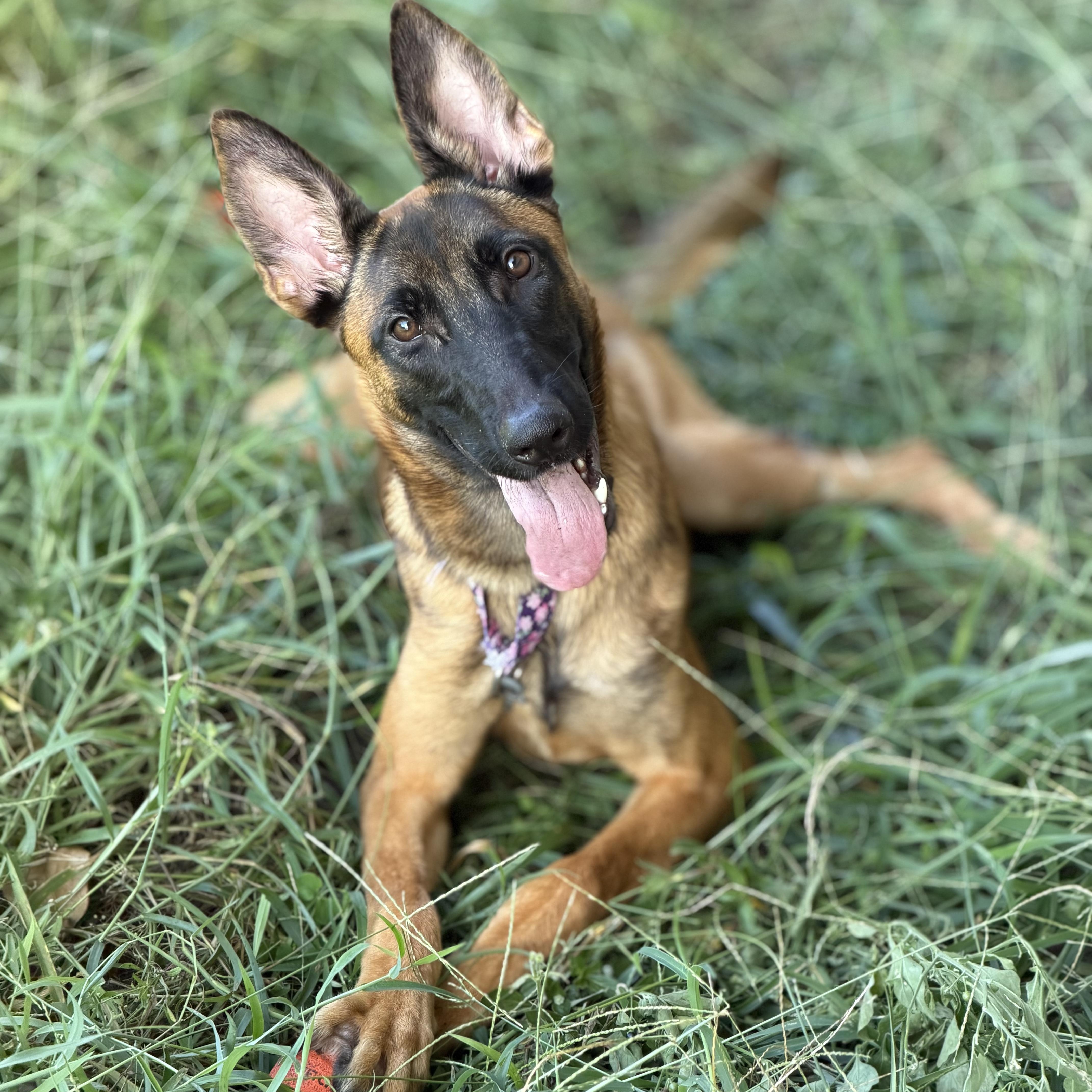 A young medium-sized female Belgian Shepherd / Malinois dog named Eve for adoption in Delray Beach, FL