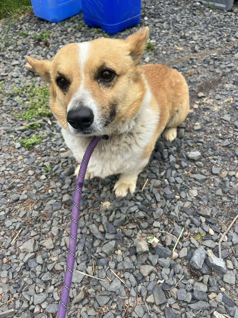 An adult small-sized female Pembroke Welsh Corgi dog named Cannoli for adoption in Havertown, PA