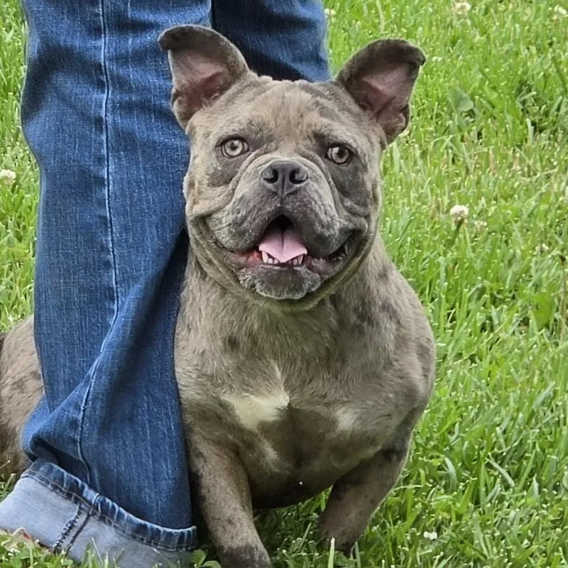 A young medium-sized female Gray / Blue / Silver Mixed Breed dog named Ruby Lee for adoption in Cooperstown, NY