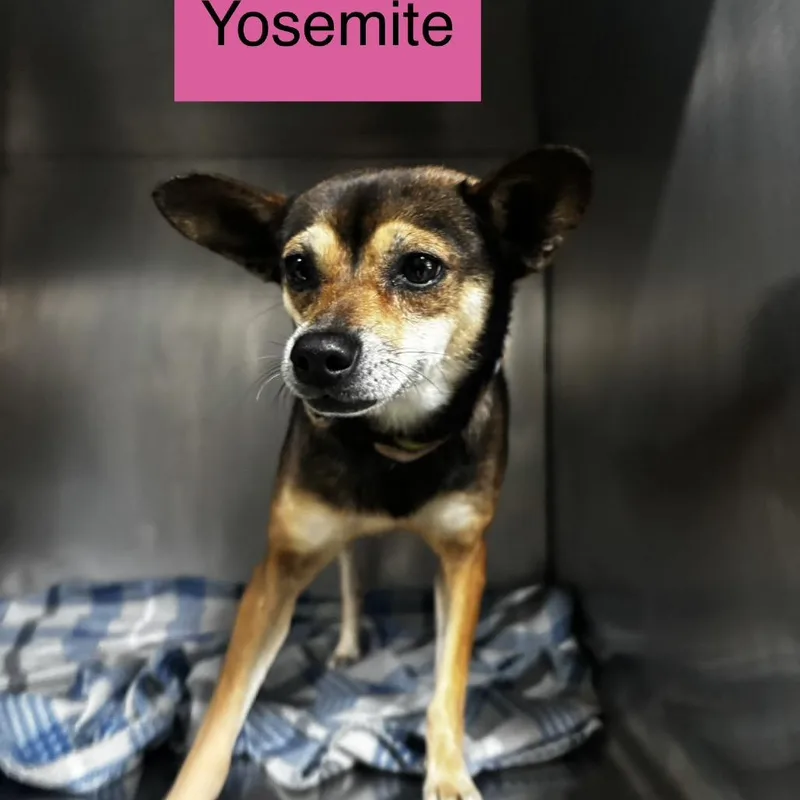 Yosemite thumbnail 2