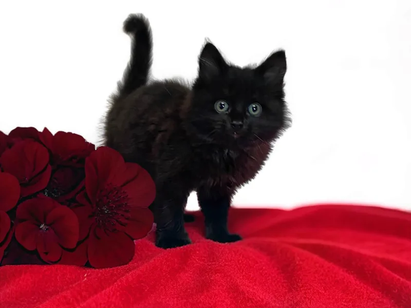 A baby medium-sized male Black Domestic Medium Hair cat named Crimson for adoption in Graham, WA