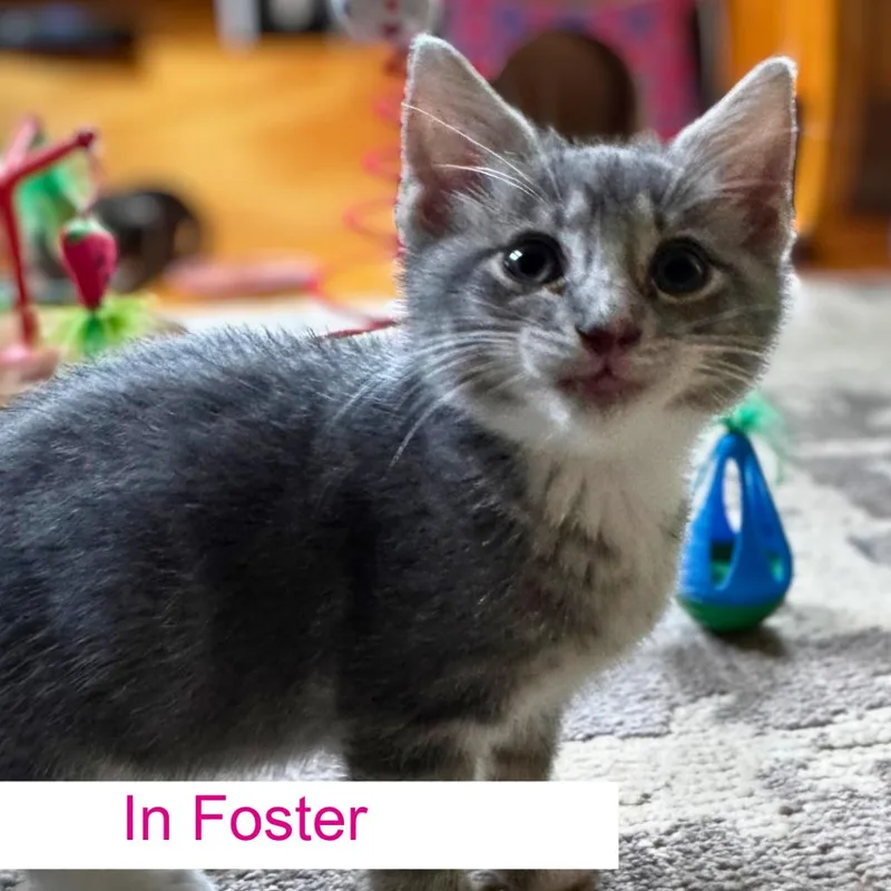 A baby small-sized female Gray / Blue / Silver Domestic Short Hair cat named Belle for adoption in Chapel Hill, NC