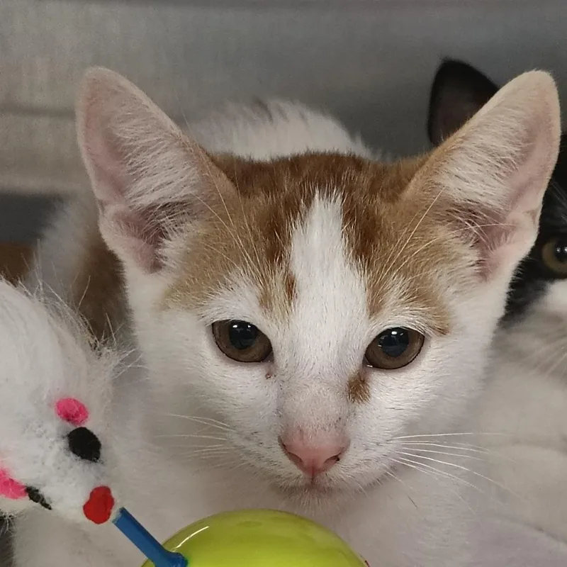 A baby small-sized male White Domestic Short Hair cat named Salsa for adoption in Vieques, PR