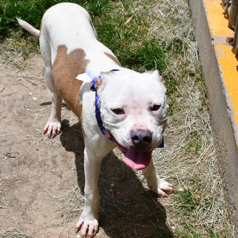 A young medium-sized male Pit Bull Terrier dog named Casanova for adoption in Vassalboro, ME