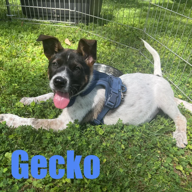 Gecko thumbnail 6