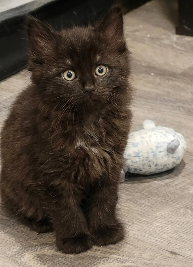 A baby medium-sized male Black Domestic Medium Hair cat named Fluffy for adoption in Campbell, CA