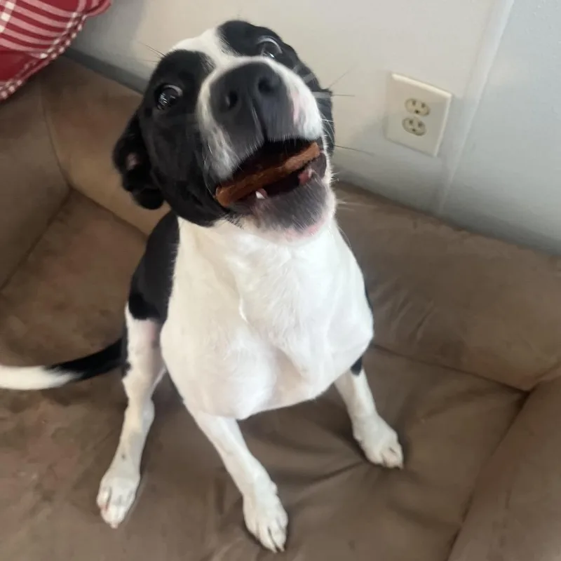A young medium-sized female Black Shepherd dog named Tako for adoption in Belleville, IL