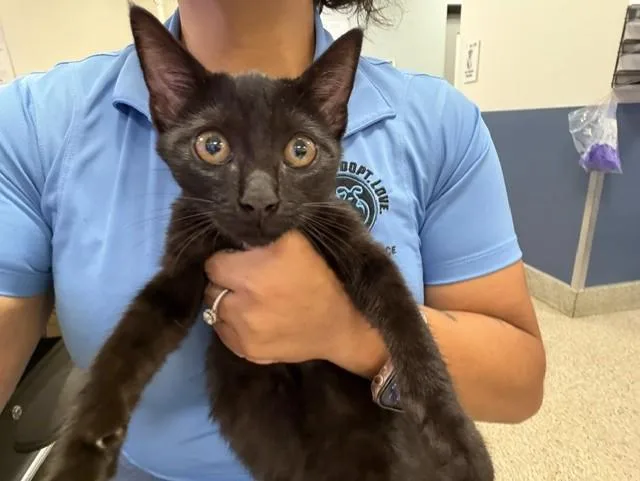 A baby small-sized female Domestic Short Hair cat named Sherry for adoption in Miami, FL