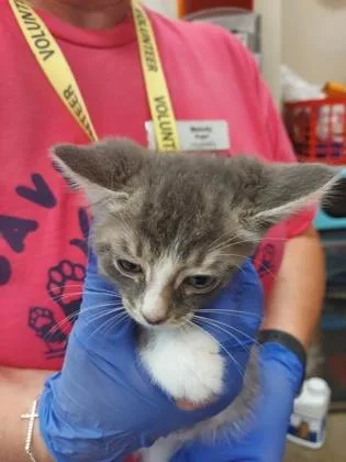 A baby small-sized male Domestic Short Hair cat named Venus for adoption in Fishers, IN