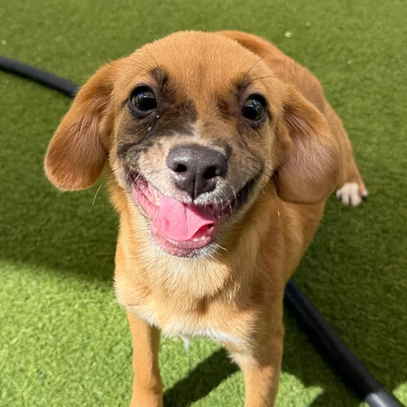 A baby small-sized female Brown / Chocolate Catahoula Leopard Dog dog named Brooklyn for adoption in LOXAHATCHEE, FL