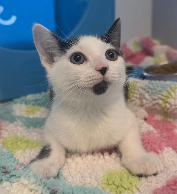 A baby small-sized male Domestic Short Hair cat named Royce for adoption in Leesburg, VA