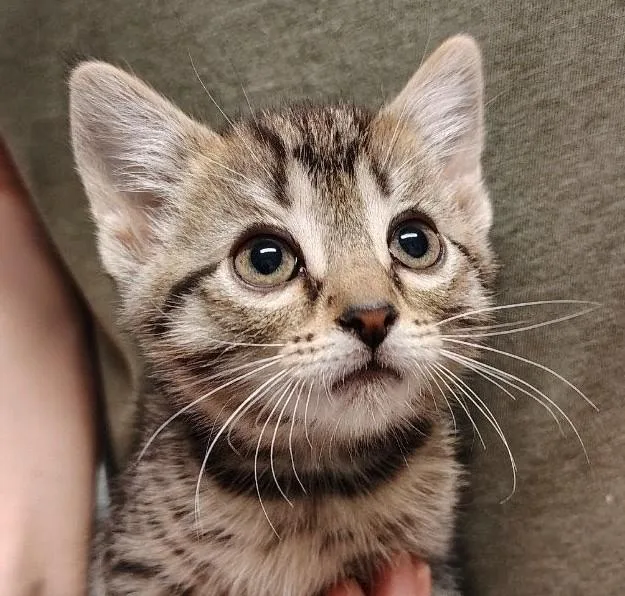 A young small-sized female Buff / Tan / Fawn Domestic Short Hair cat named Enid for adoption in Indiana, PA