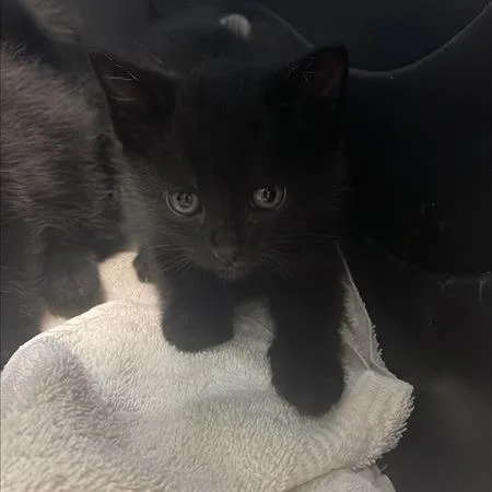 A baby small-sized female Black Domestic Short Hair cat named Mazda for adoption in Tacoma, WA