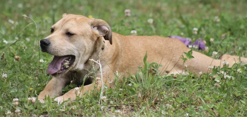 A baby medium-sized female Golden Yellow Labrador Retriever dog named Honey Pot for adoption in Chesapeake, VA