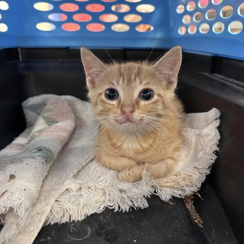 A baby small-sized female Orange / Red Domestic Short Hair cat named Tangerine for adoption in Bastrop, TX