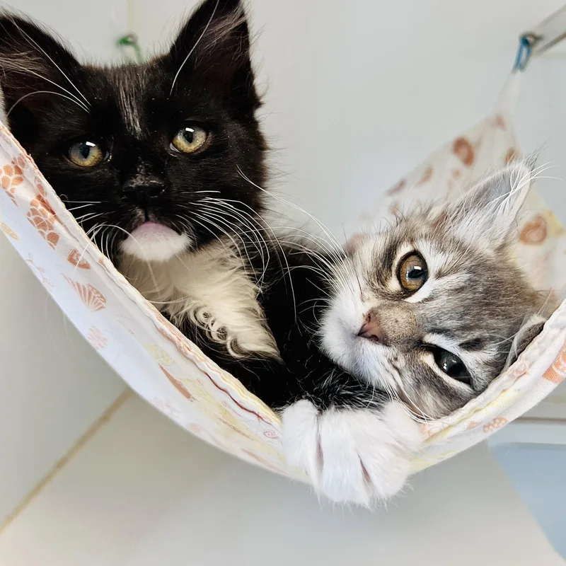 A young small-sized male Black Domestic Short Hair cat named Aldo for adoption in Oakland, CA
