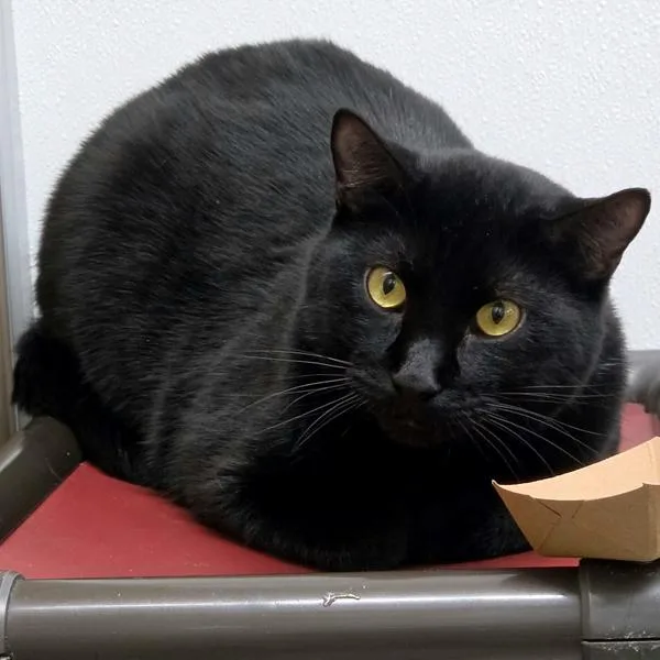An adult large-sized male Domestic Short Hair cat named Warren for adoption in Des Moines, IA