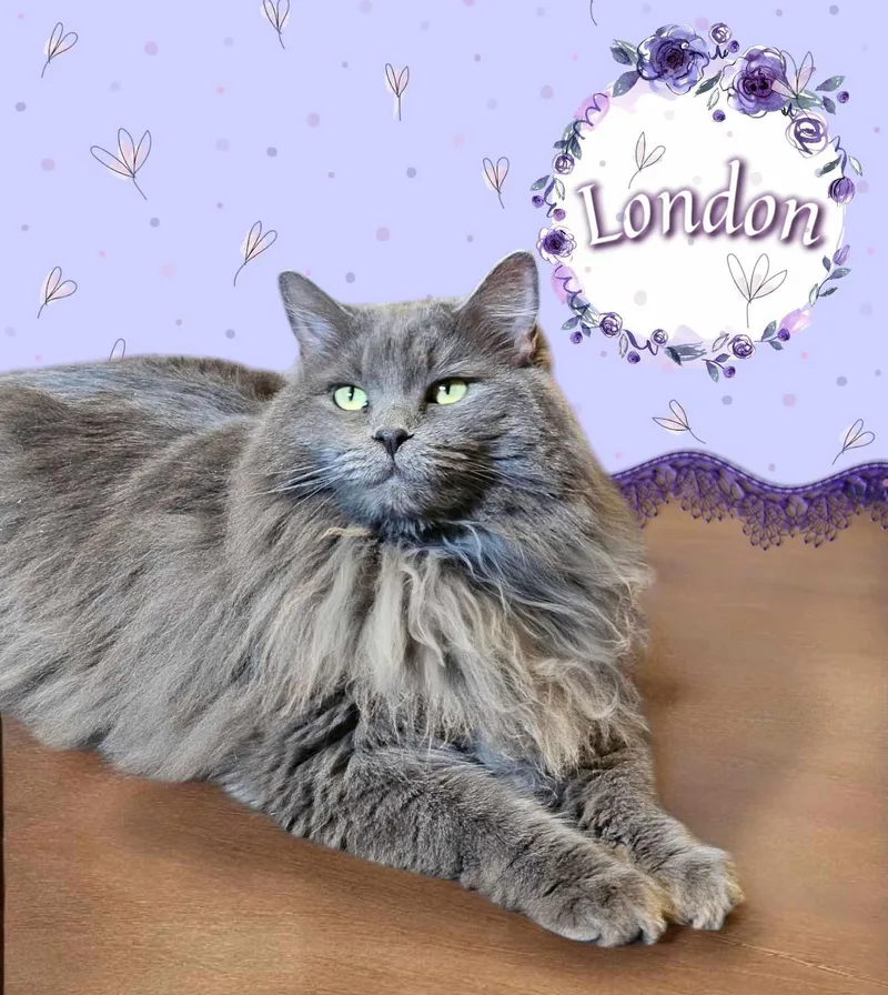 Paris & London thumbnail 2