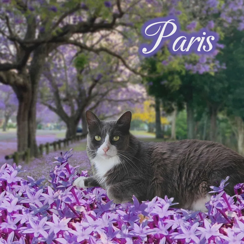 Paris & London thumbnail 4