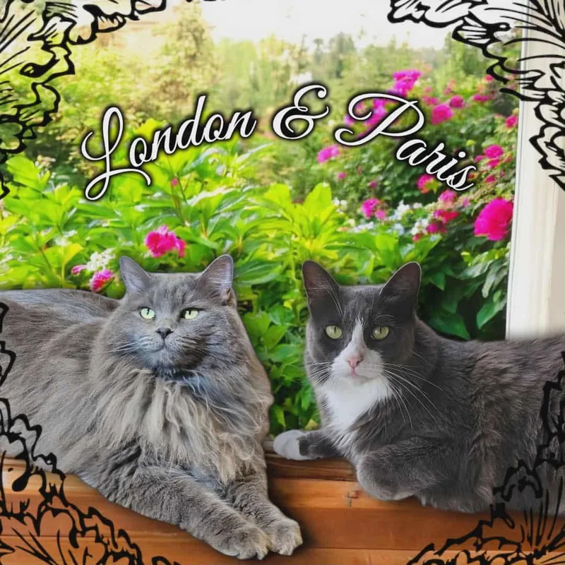 Paris & London thumbnail 5