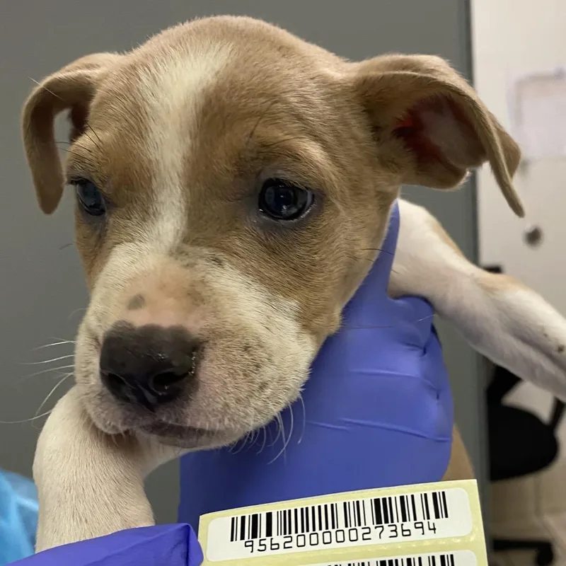 A baby small-sized female Yellow / Tan / Blond / Fawn Mixed Breed dog named Raspberry for adoption in Charleston, WV