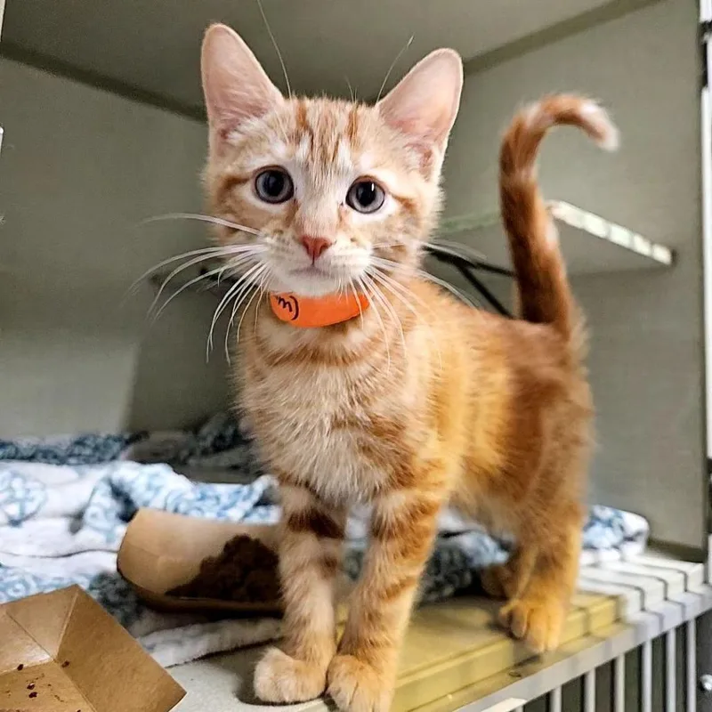 A baby small-sized male Orange / Red Domestic Short Hair cat named Ginger Snap for adoption in Lakewood, CO