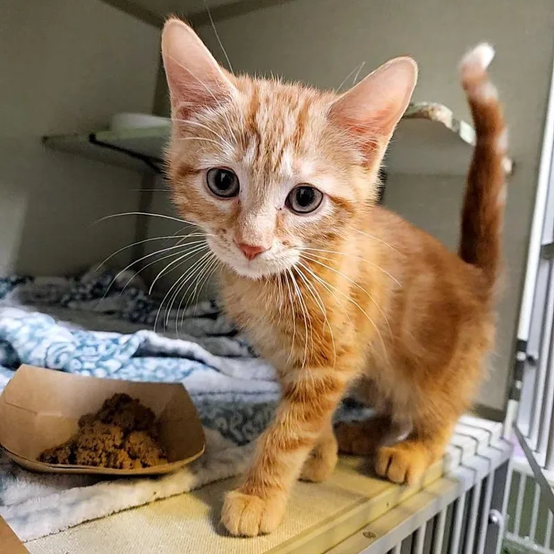 Ginger Snap thumbnail 2