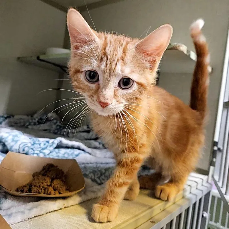 Ginger Snap thumbnail 3