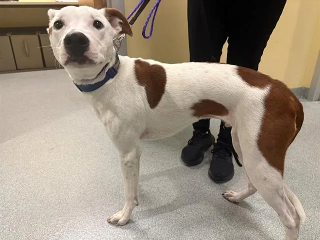 A young small-sized male Pointer dog named Leebo for adoption in Tustin, CA