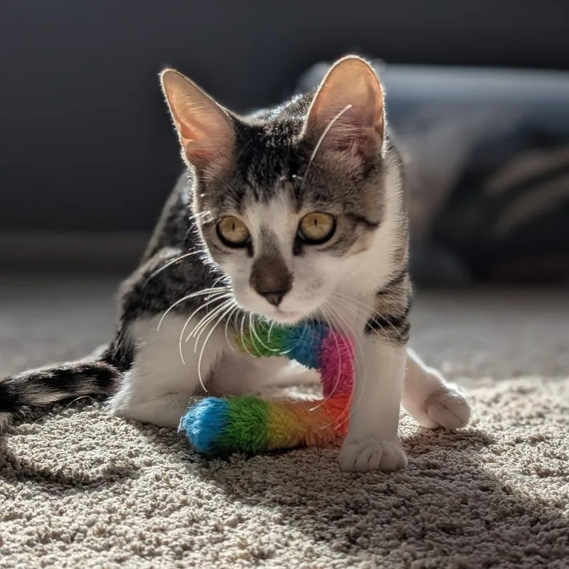 A baby medium-sized female Domestic Short Hair cat named Ellie for adoption in jacksonville, FL