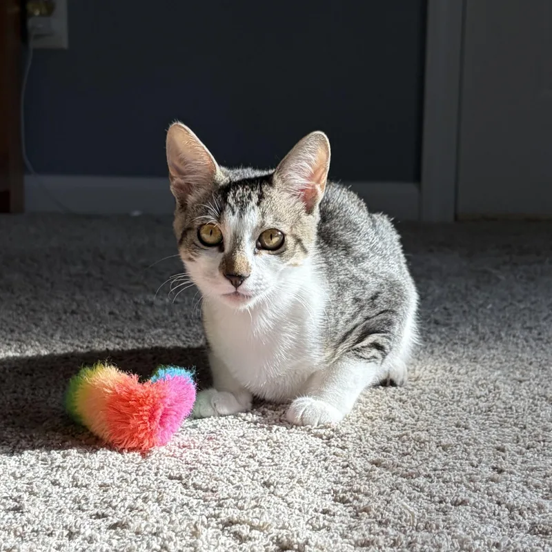 Ellie thumbnail 6