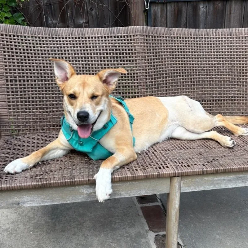 A young medium-sized female Yellow / Tan / Blond / Fawn Mixed Breed dog named Catalina for adoption in Houston, TX