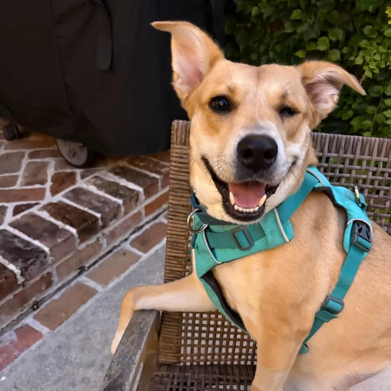 Catalina thumbnail 3