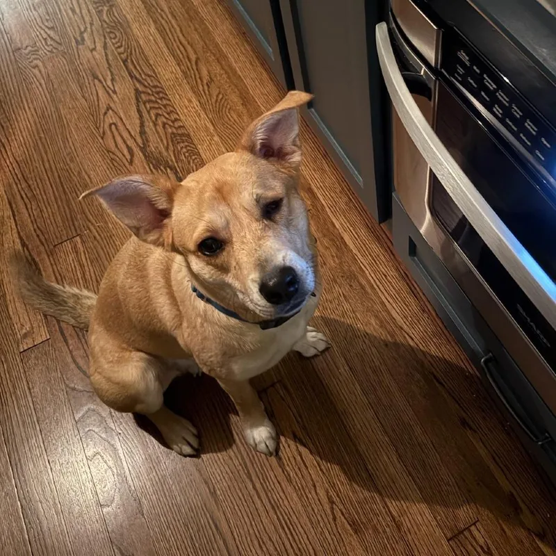 Catalina thumbnail 4