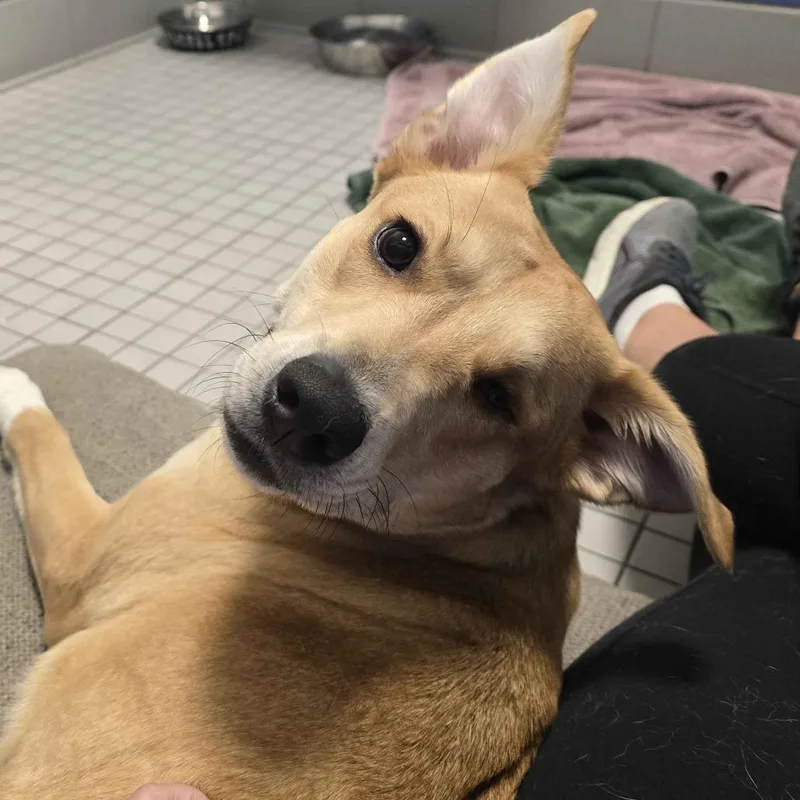 Catalina thumbnail 5