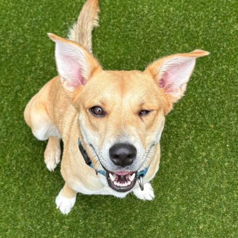 Catalina thumbnail 6