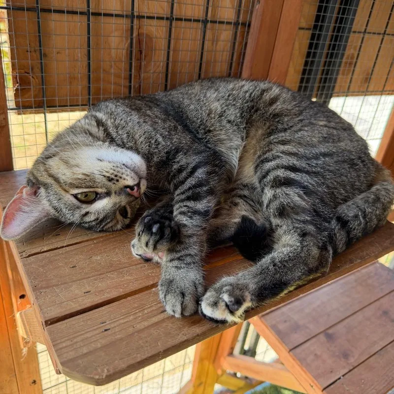 An adult small-sized female Brown / Chocolate Domestic Short Hair cat named Dawn for adoption in Long Beach, CA