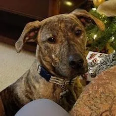 An adult medium-sized male Brindle Mixed Breed dog named Toby for adoption in Leander, TX