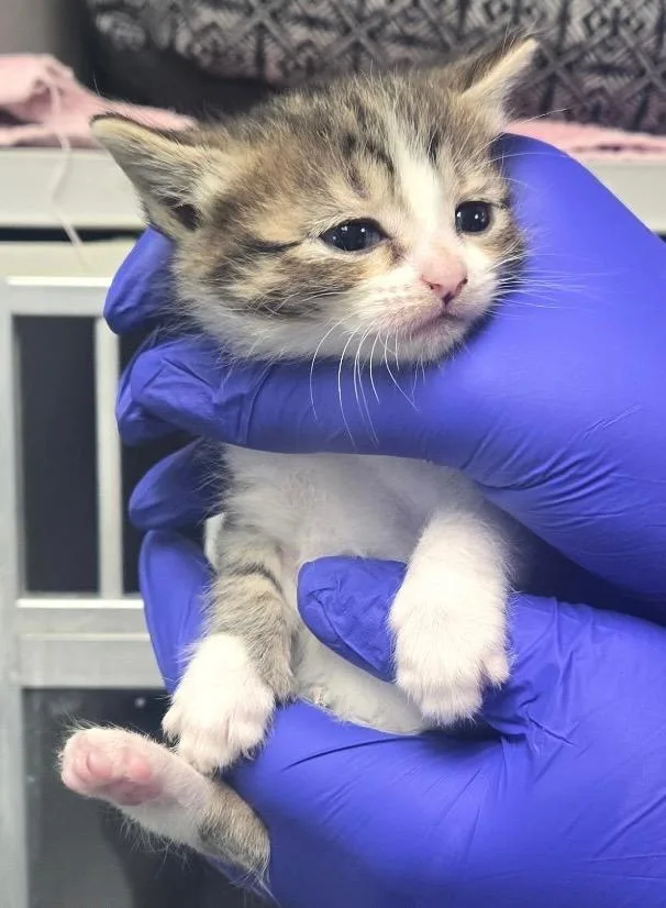 A baby small-sized female Domestic Short Hair cat named TC Bianca for adoption in Greencastle, IN