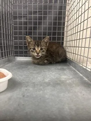A young small-sized female Domestic Short Hair cat named Bleep for adoption in Baton Rouge, LA