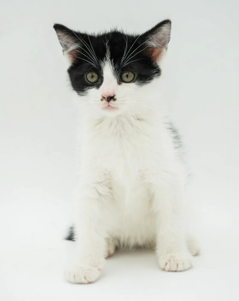 Pickle Is Simply Precious thumbnail 2