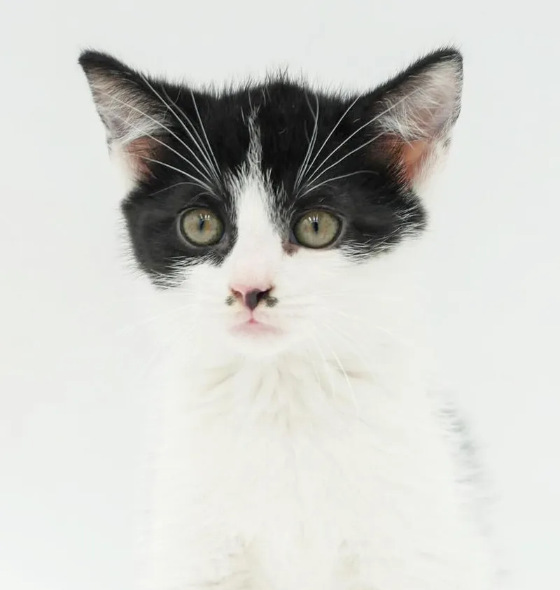 Pickle Is Simply Precious thumbnail 3