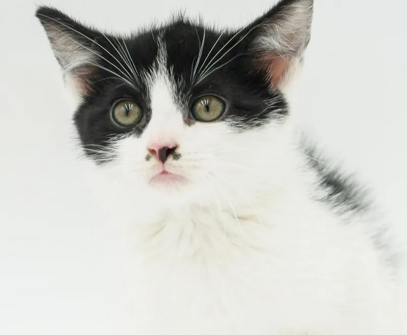 Pickle Is Simply Precious thumbnail 4