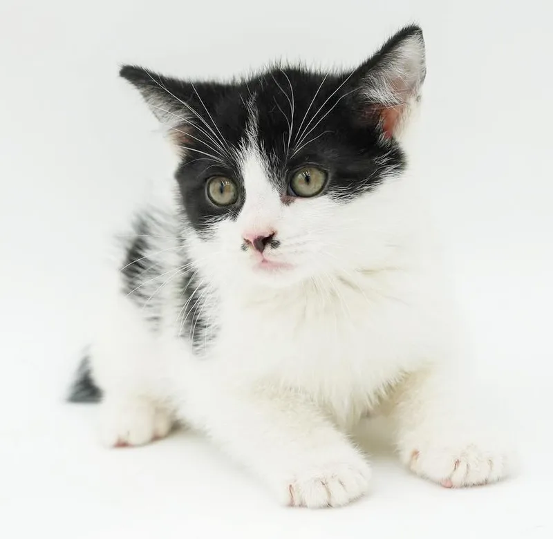 Pickle Is Simply Precious thumbnail 5