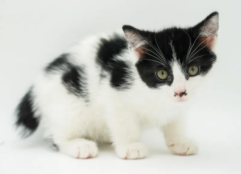 Pickle Is Simply Precious thumbnail 6