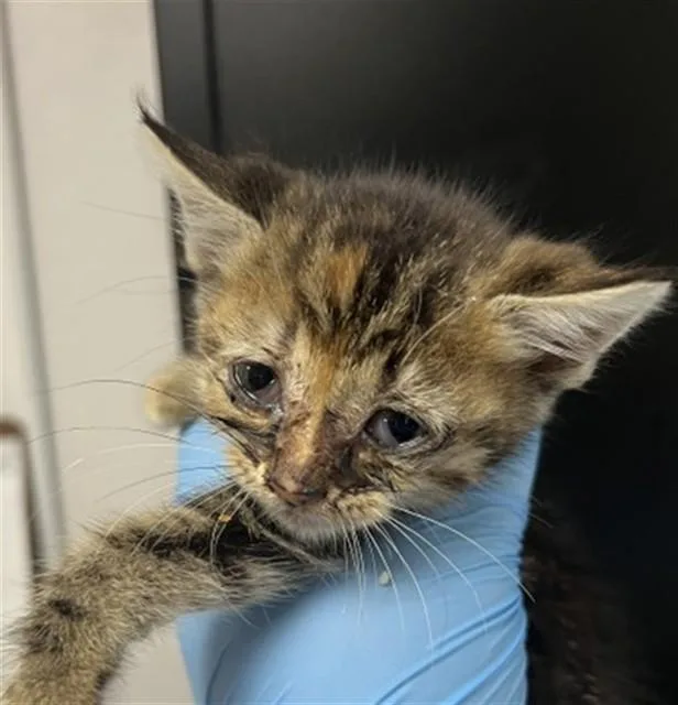 A baby small-sized female Domestic Short Hair cat named Bessie for adoption in San Bernardino, CA